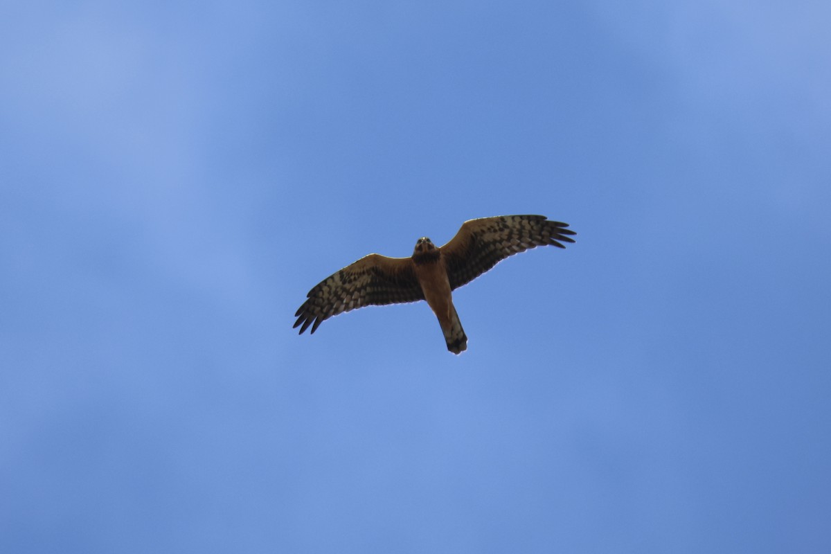 Northern Harrier - ML643622988