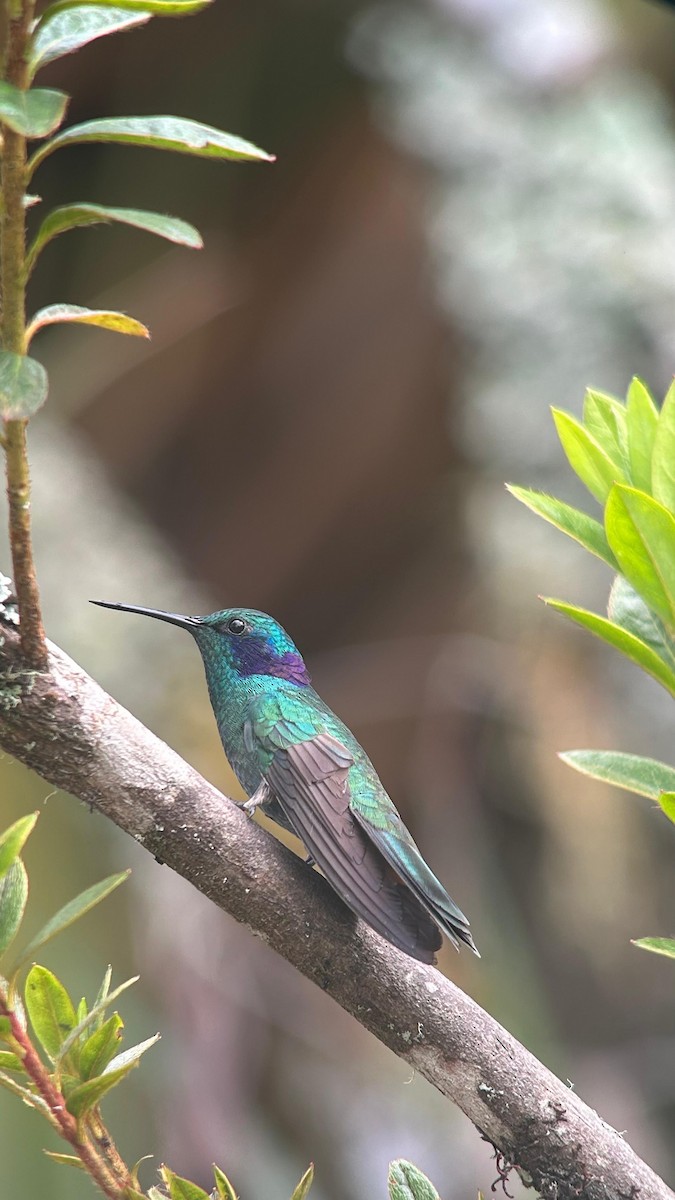 Sparkling Violetear - ML643622989