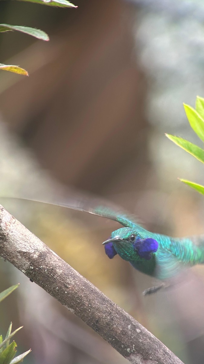 Sparkling Violetear - ML643622990