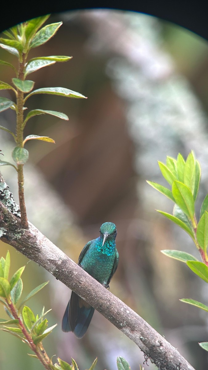 Sparkling Violetear - ML643622991