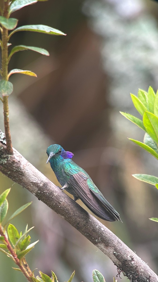 Sparkling Violetear - ML643622992