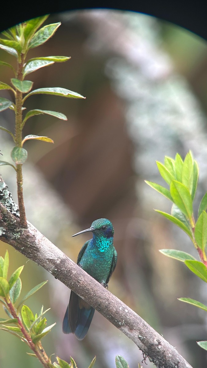 Sparkling Violetear - ML643622993