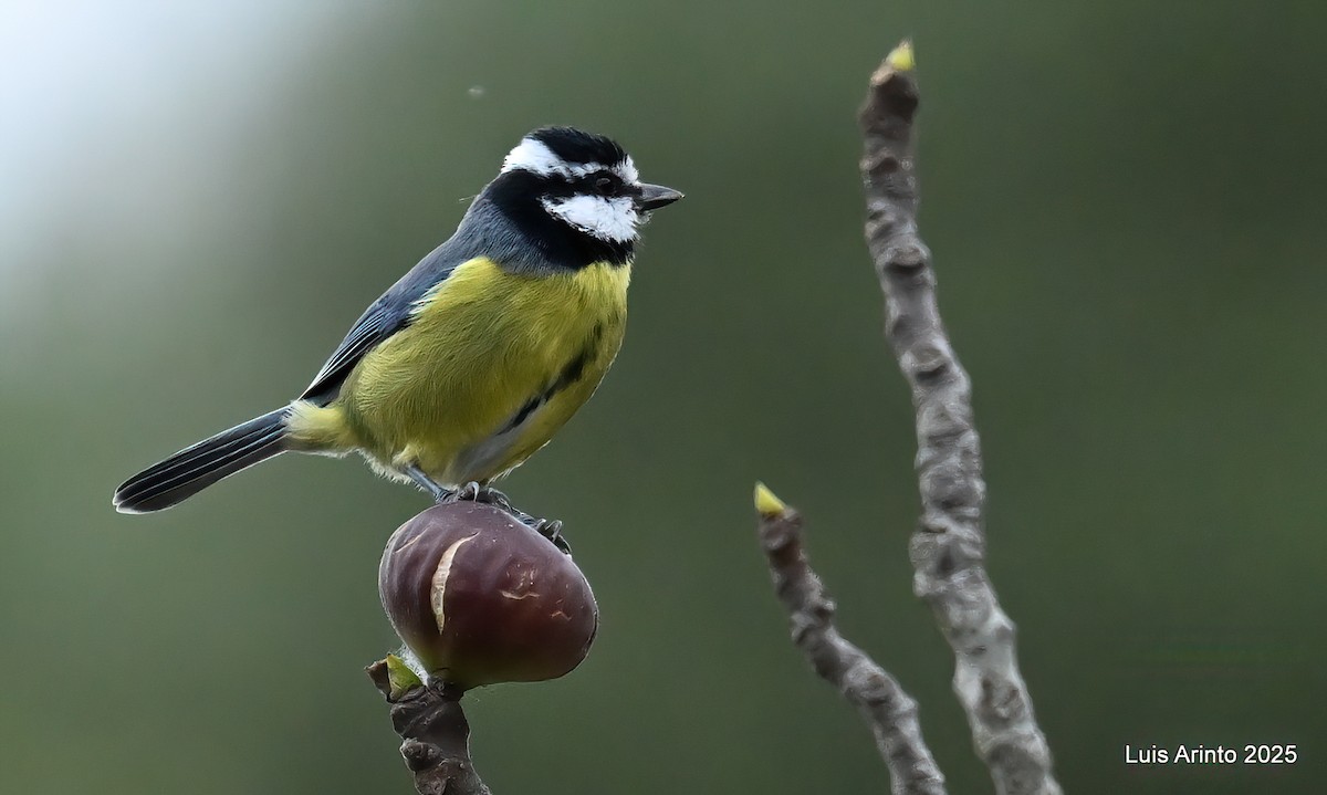 African Blue Tit - ML643623000