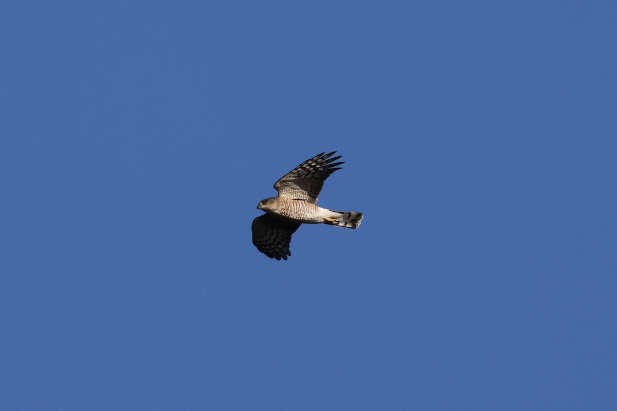 Sharp-shinned Hawk - ML643623013