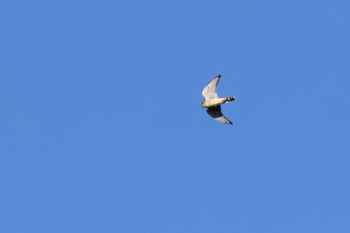American Kestrel - ML643623019
