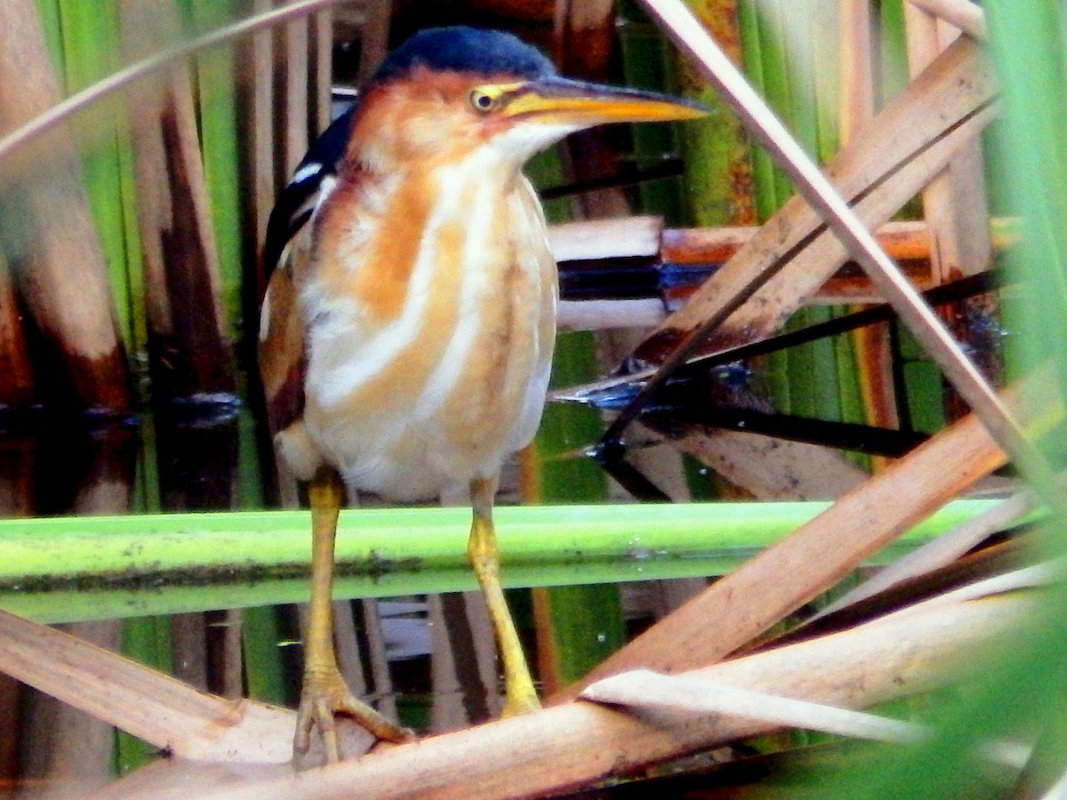 Least Bittern - ML643623027