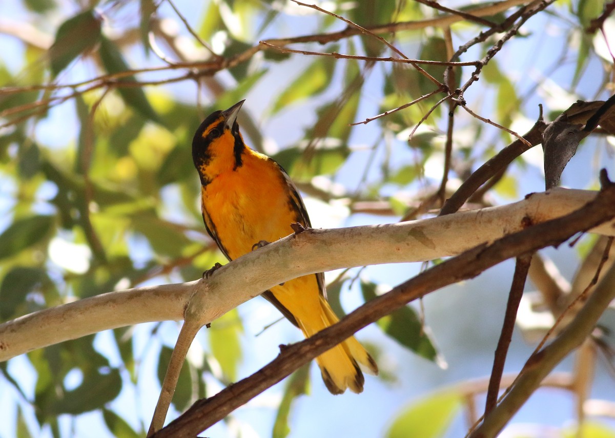 Bullock's x Black-backed Oriole (hybrid) - ML643623034