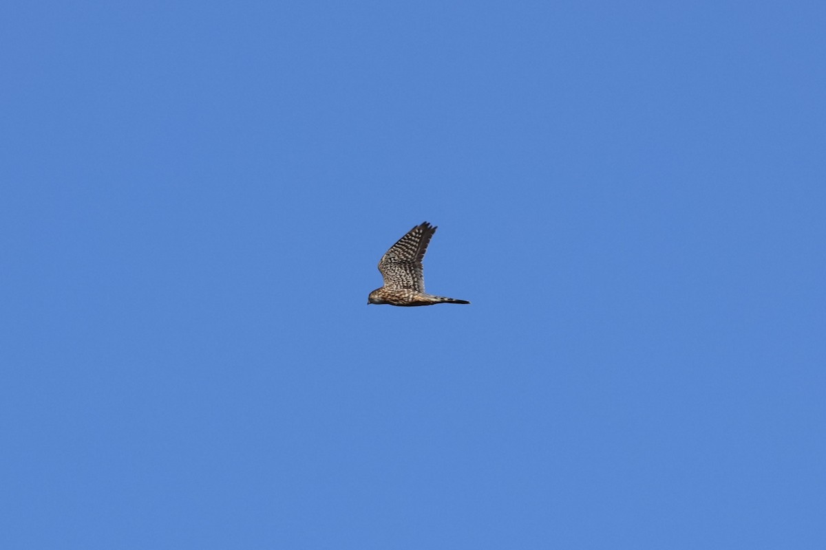 灰背隼 - ML643623036