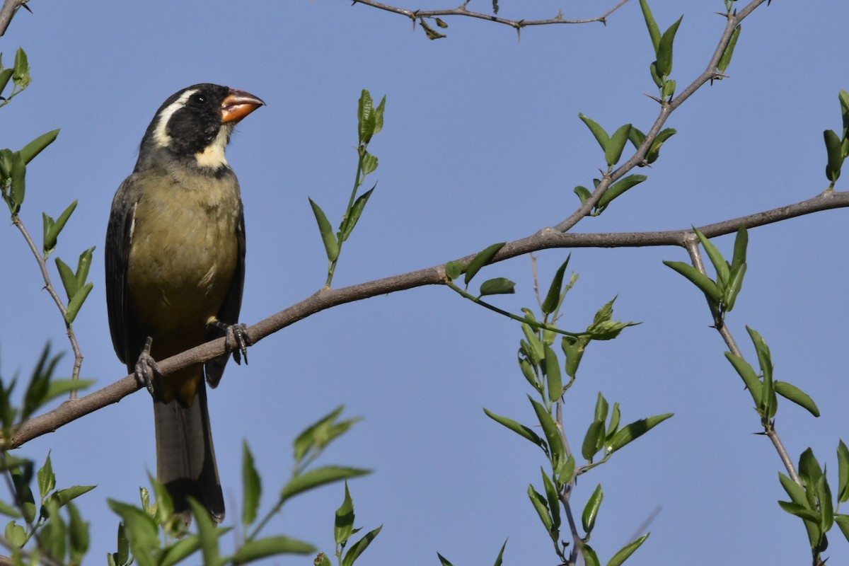 Golden-billed Saltator - ML643623042