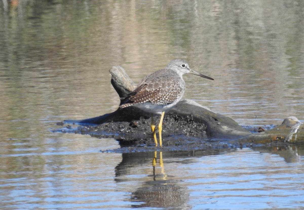 Greater Yellowlegs - ML643623070