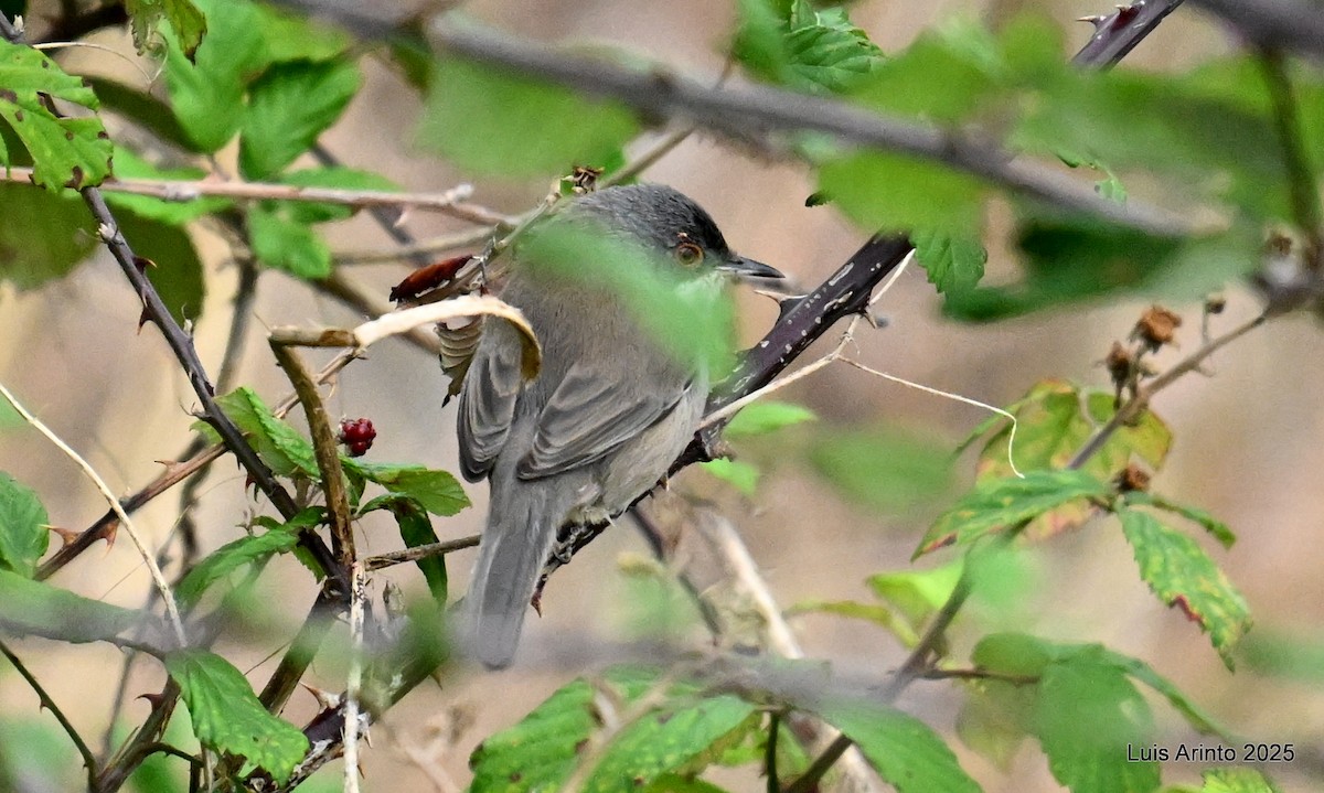 Sardinian Warbler - ML643623077
