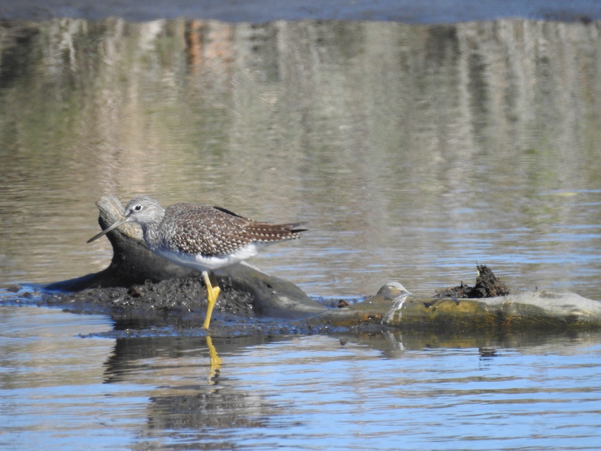 Greater Yellowlegs - ML643623095