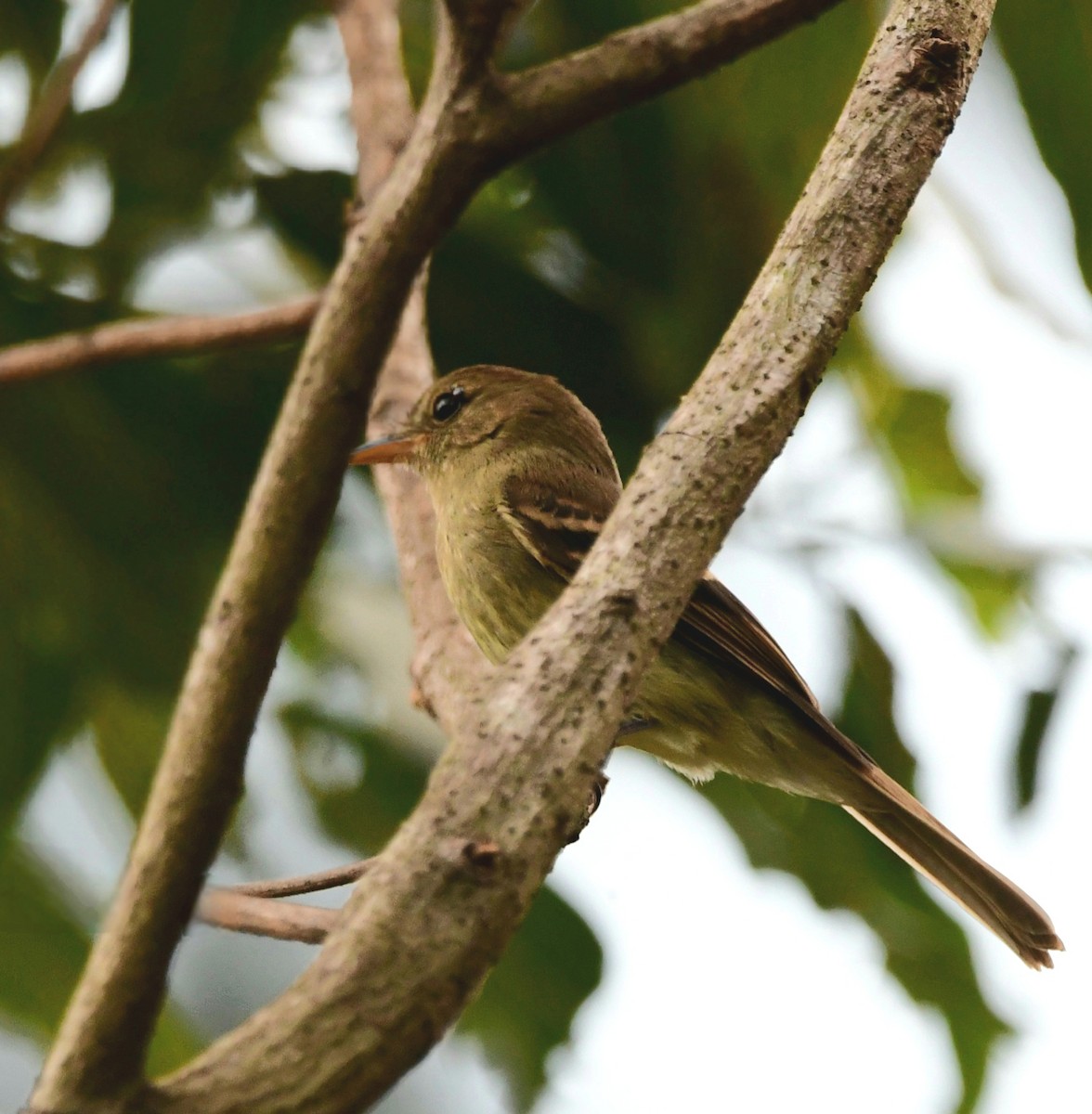 Euler's Flycatcher - ML643623103