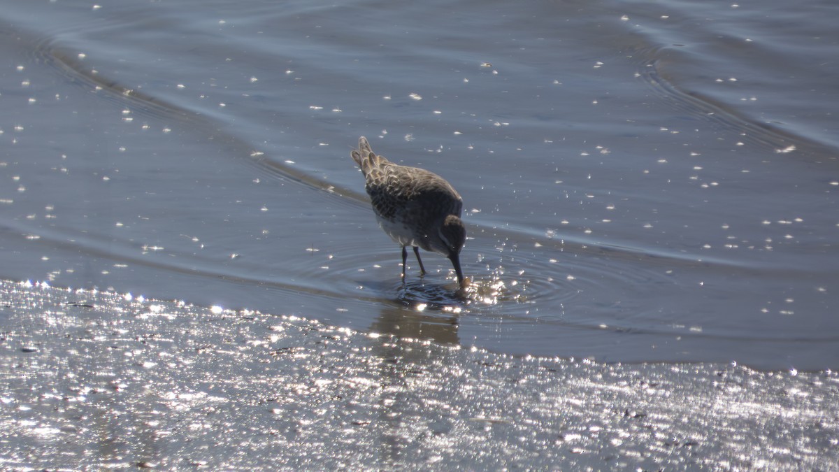 Weißbürzel-Strandläufer - ML643623122