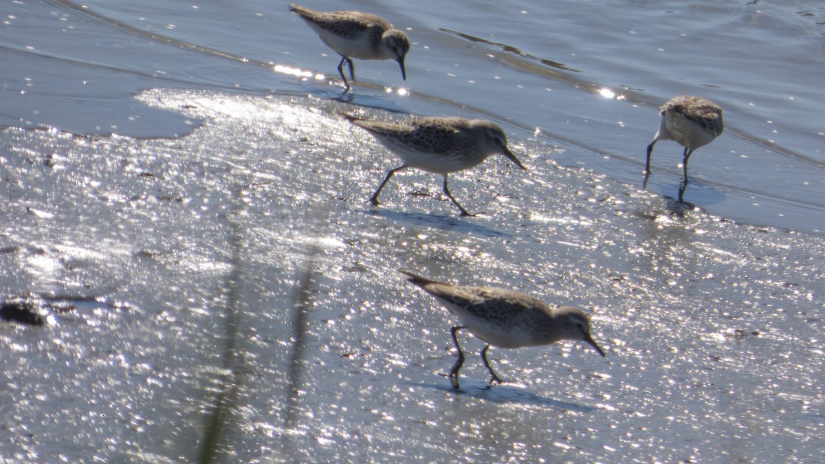 Weißbürzel-Strandläufer - ML643623123