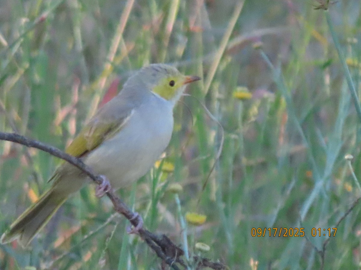 White-plumed Honeyeater - ML643623131