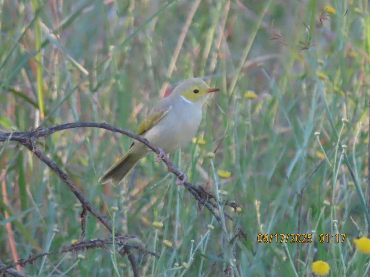White-plumed Honeyeater - ML643623132
