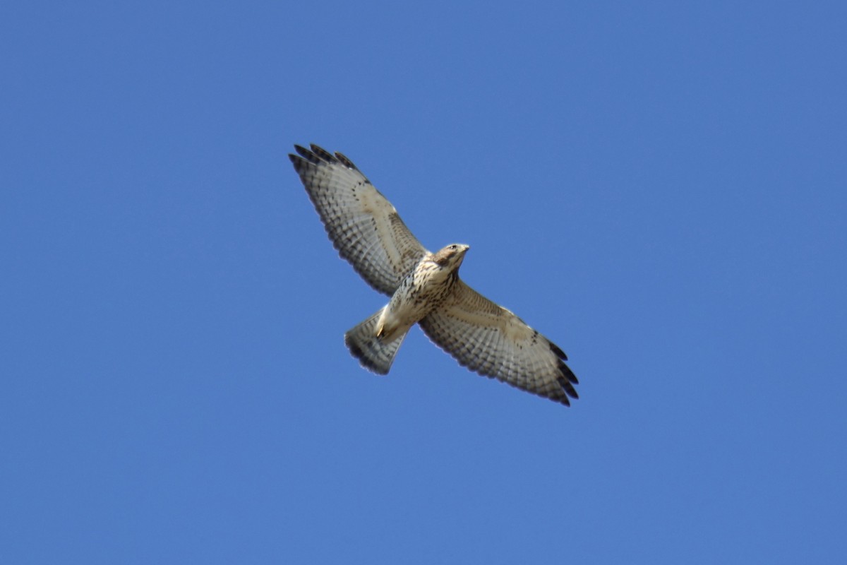 Broad-winged Hawk - ML643623162
