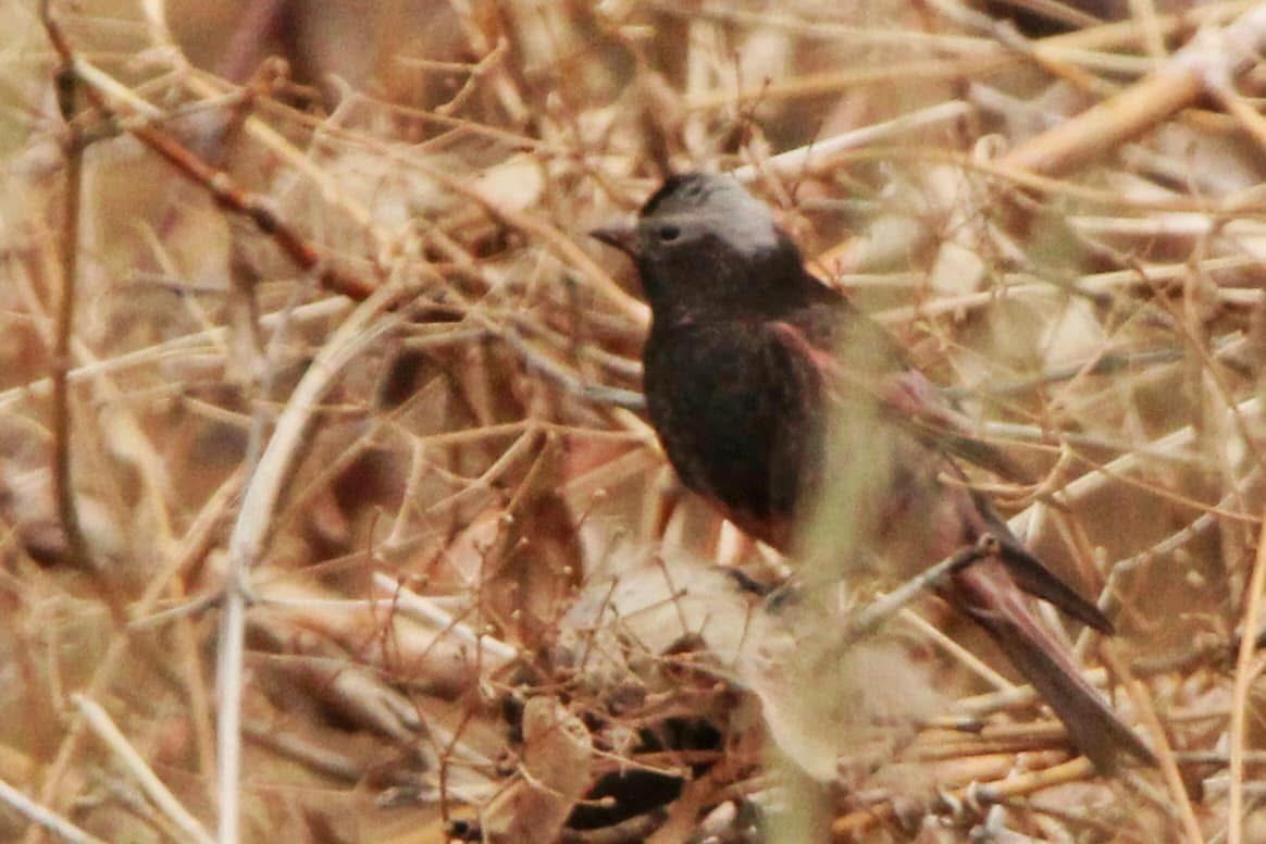 Black Rosy-Finch - ML643623198