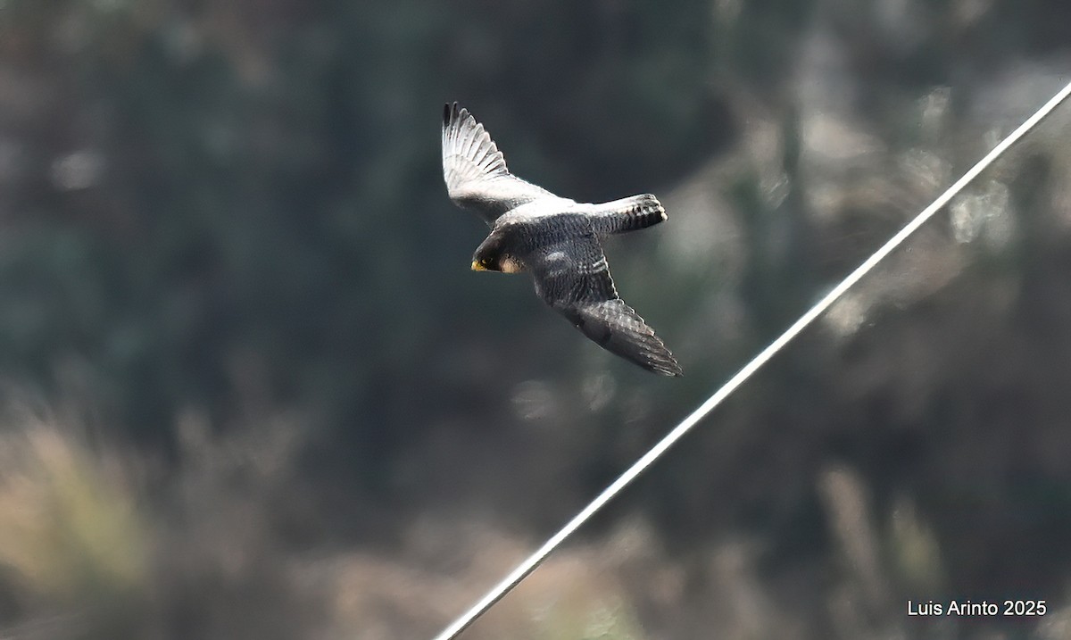 Peregrine Falcon - ML643623212