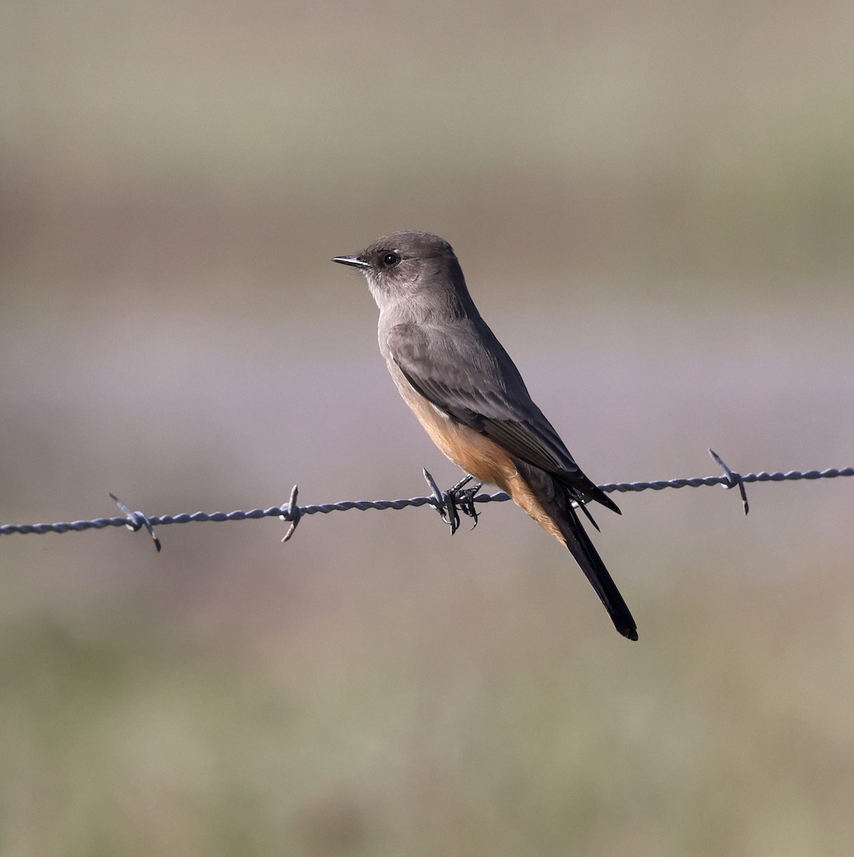 Say's Phoebe - ML643623235