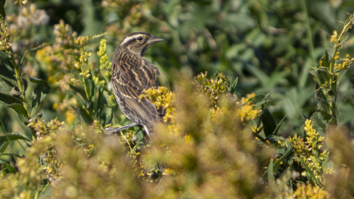 Red-winged Blackbird - ML643623241