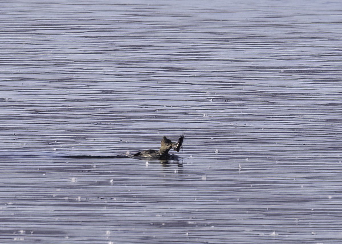 Hooded Merganser - ML643623263