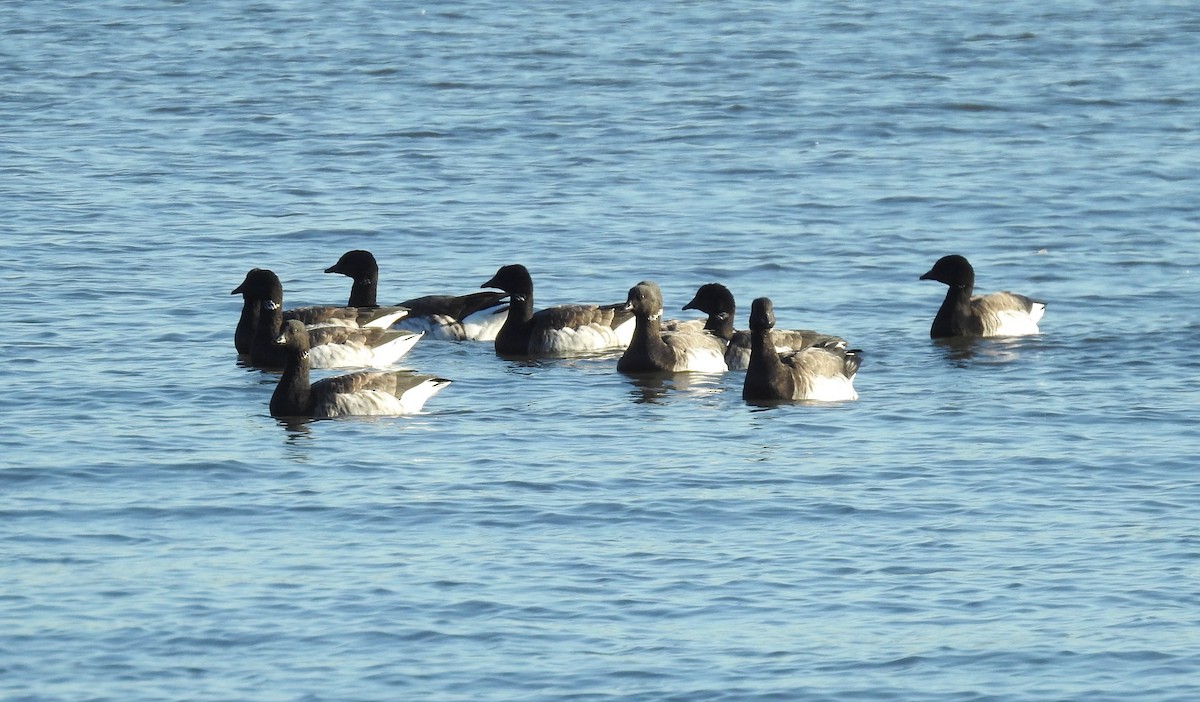Brant - ML643623264