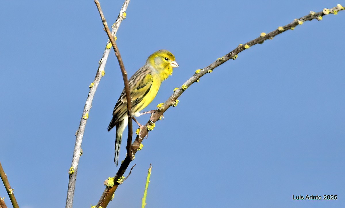 Serin des Canaries - ML643623276