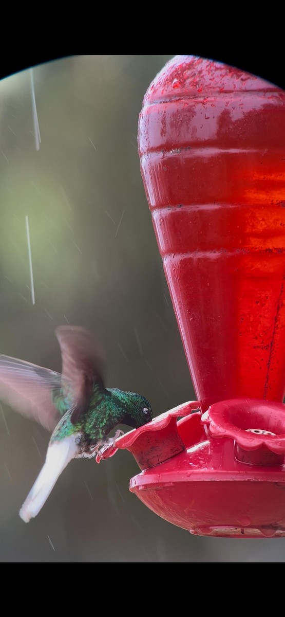 White-tailed Starfrontlet - ML643623297