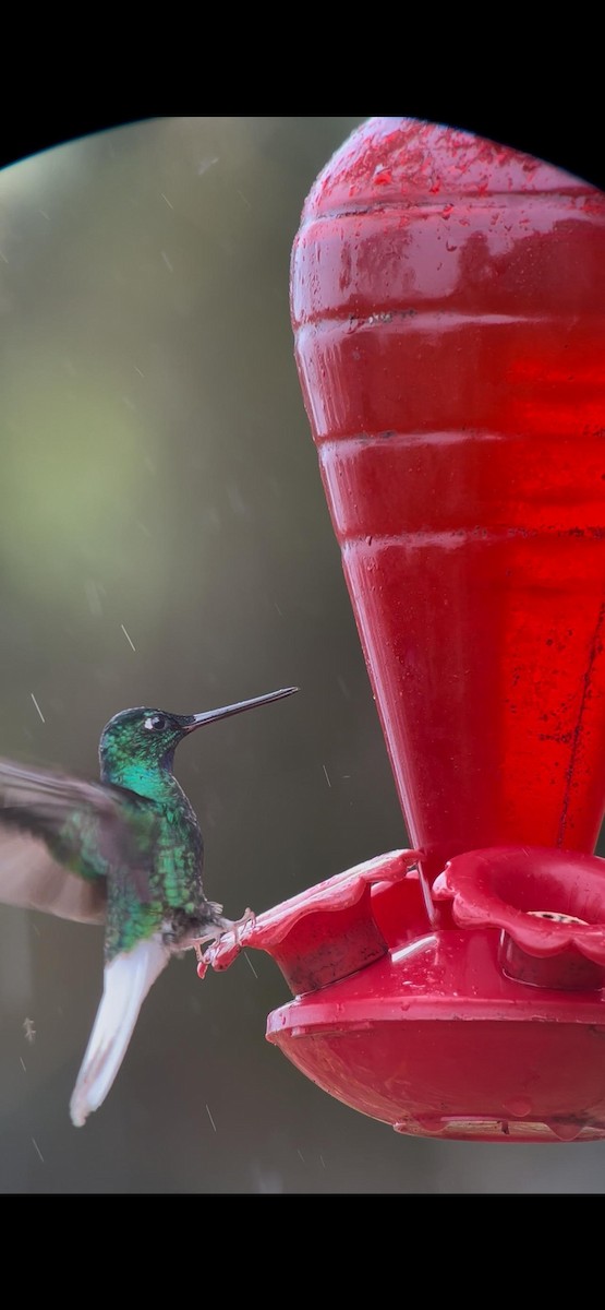 White-tailed Starfrontlet - ML643623298