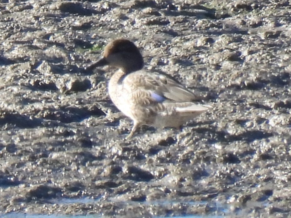 Green-winged Teal - ML643623300
