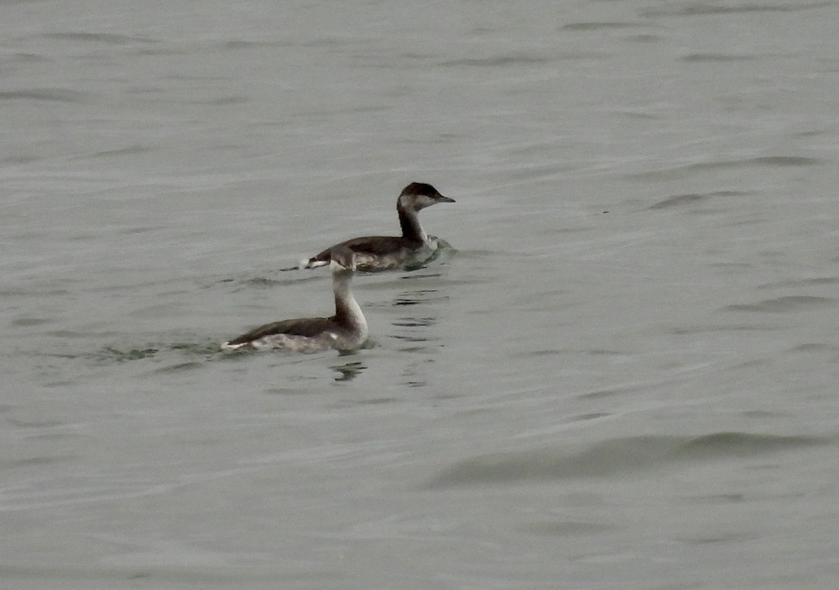 Horned Grebe - ML643623309