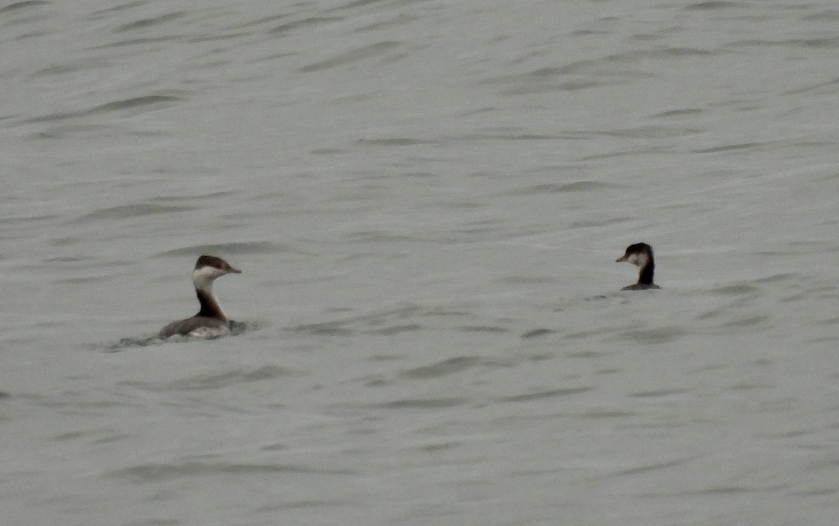 Horned Grebe - ML643623310