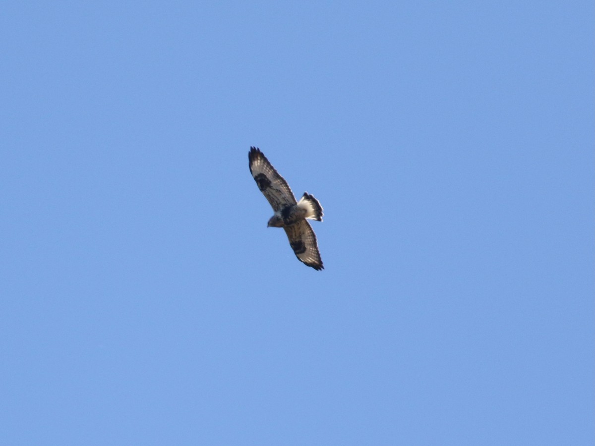 Rough-legged Hawk - ML643623323
