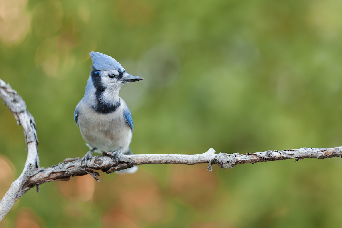 Blue Jay - ML643623341