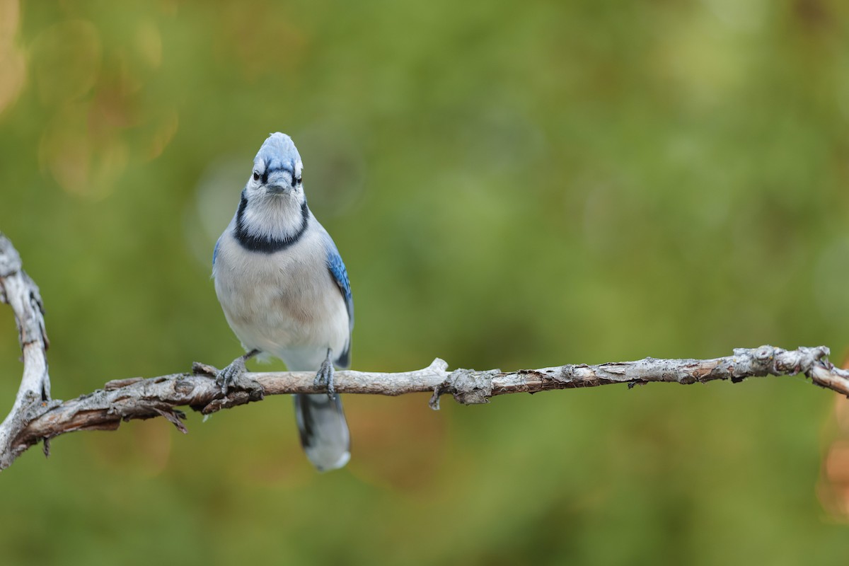 Blue Jay - ML643623342