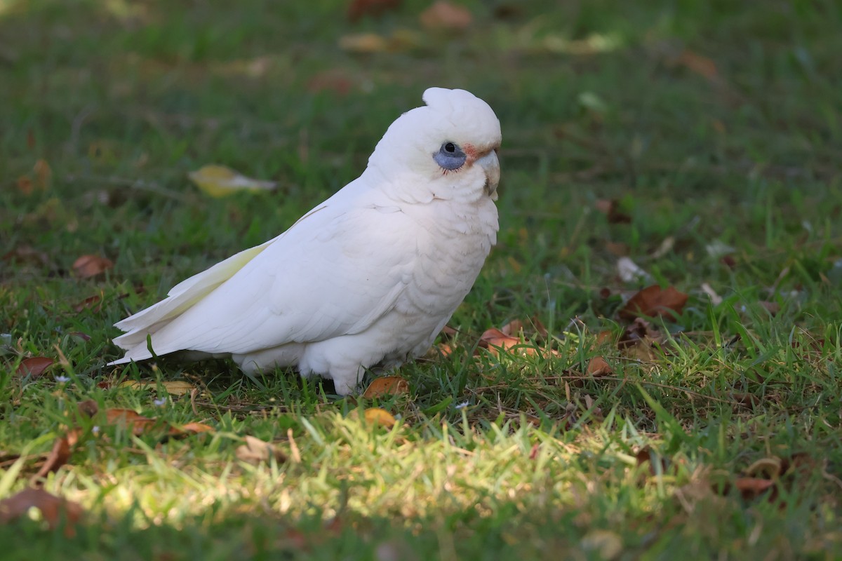 Cacatoès corella - ML643623347