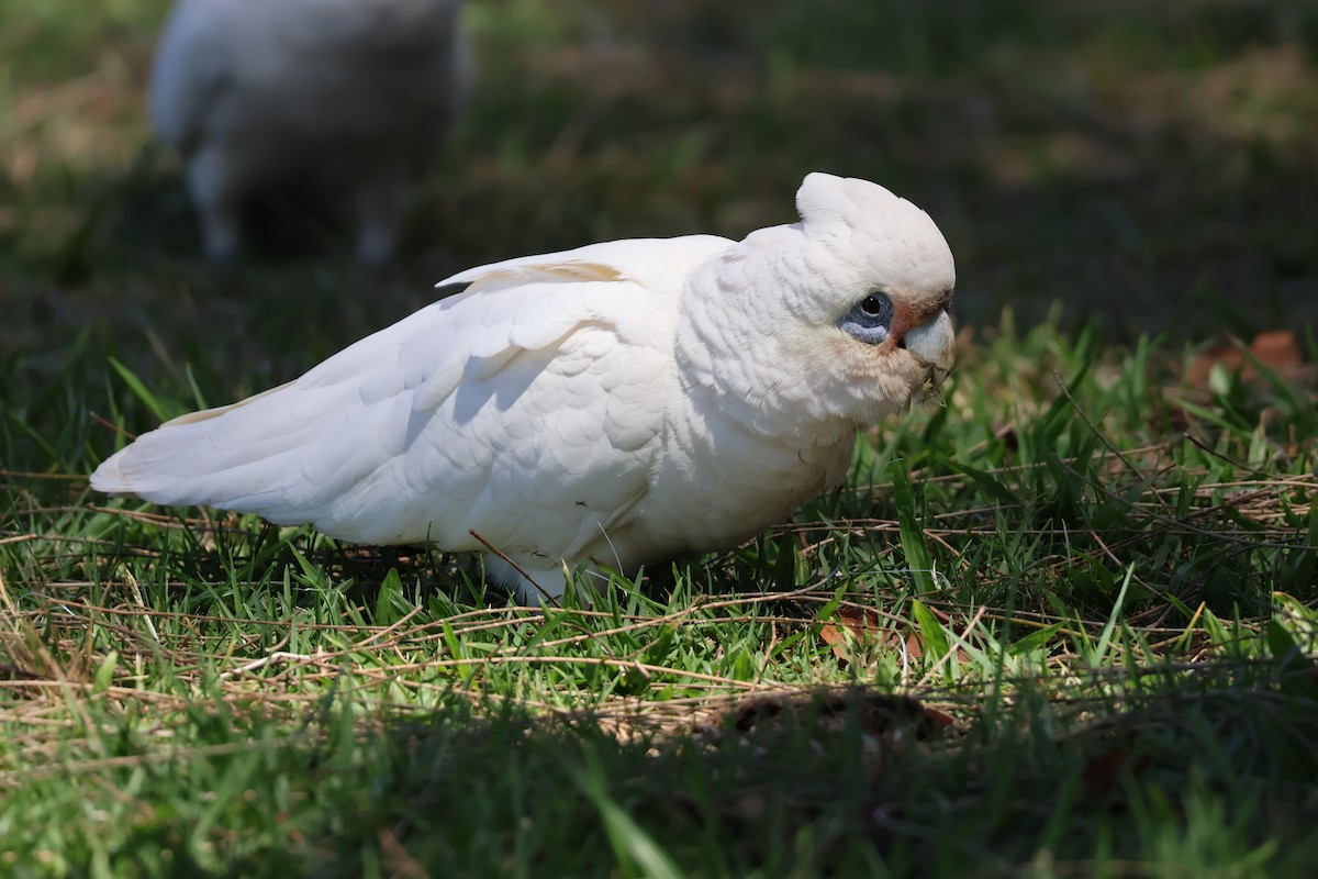Cacatoès corella - ML643623350