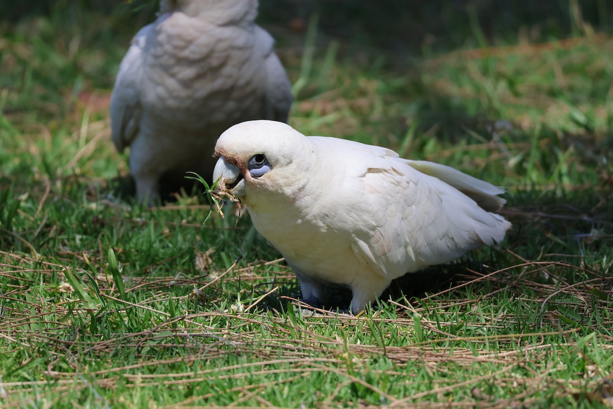 Cacatoès corella - ML643623351