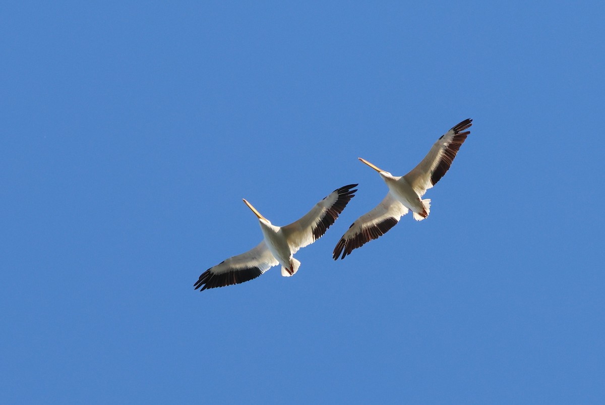 American White Pelican - ML643623353