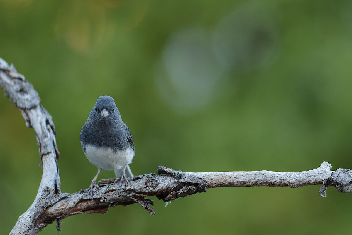 Dark-eyed Junco - ML643623354
