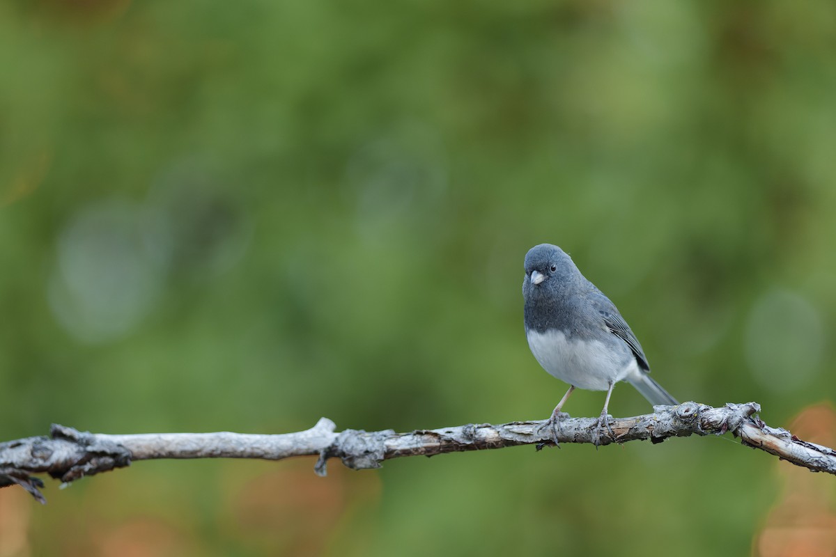 Dark-eyed Junco - ML643623355