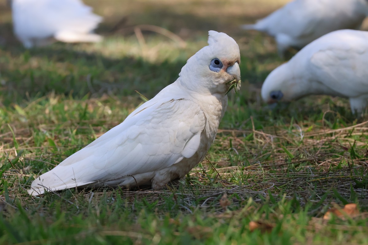 Cacatoès corella - ML643623356