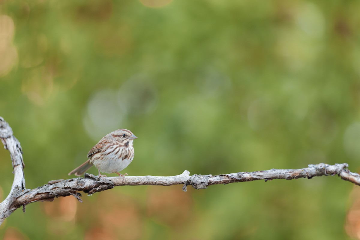 Song Sparrow - ML643623363