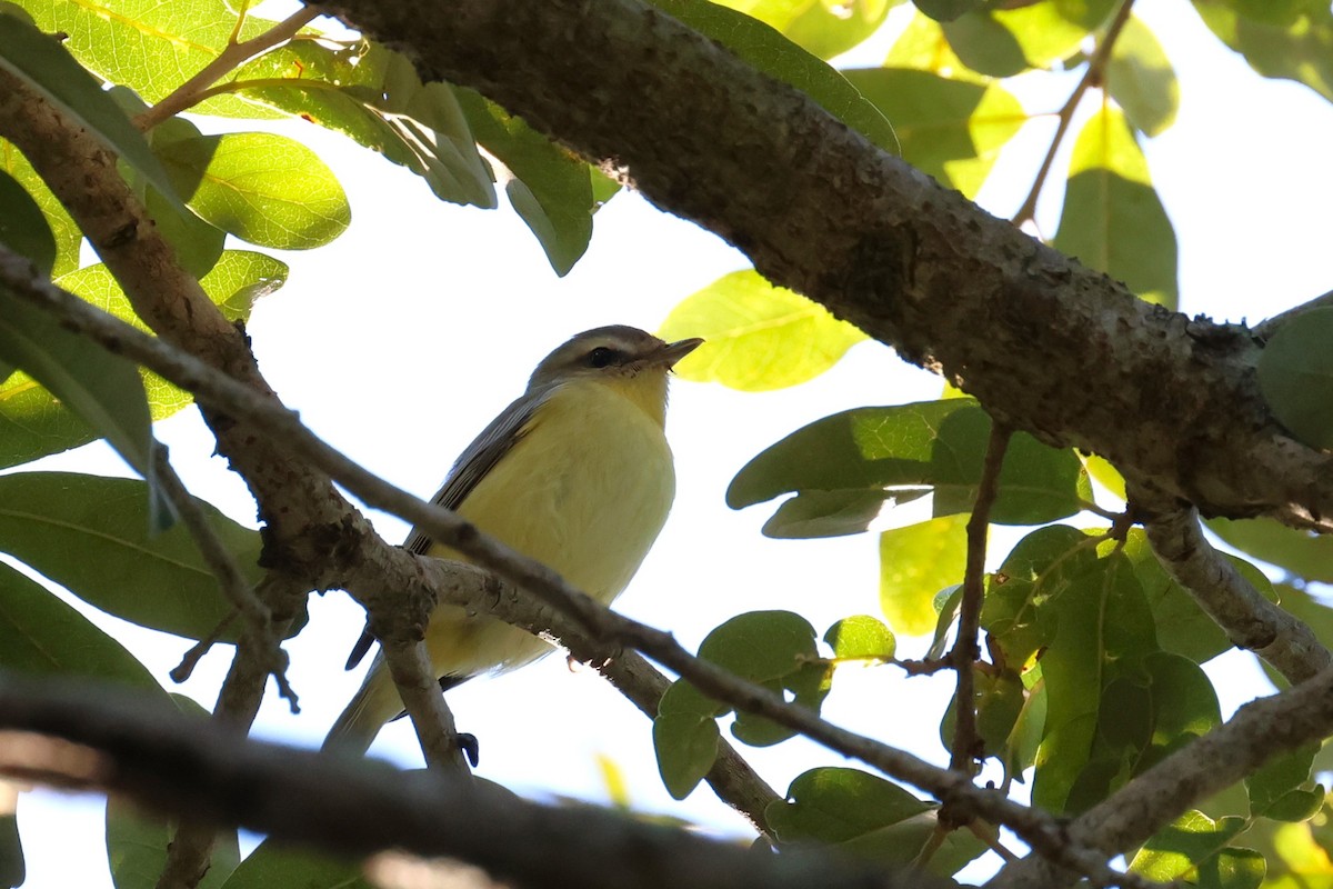 Philadelphia Vireo - ML643623371