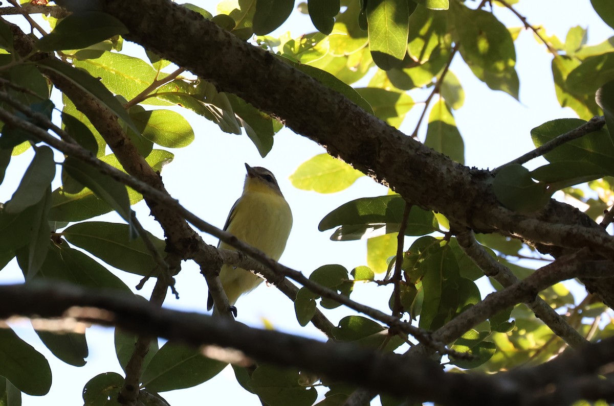 Philadelphia Vireo - ML643623372