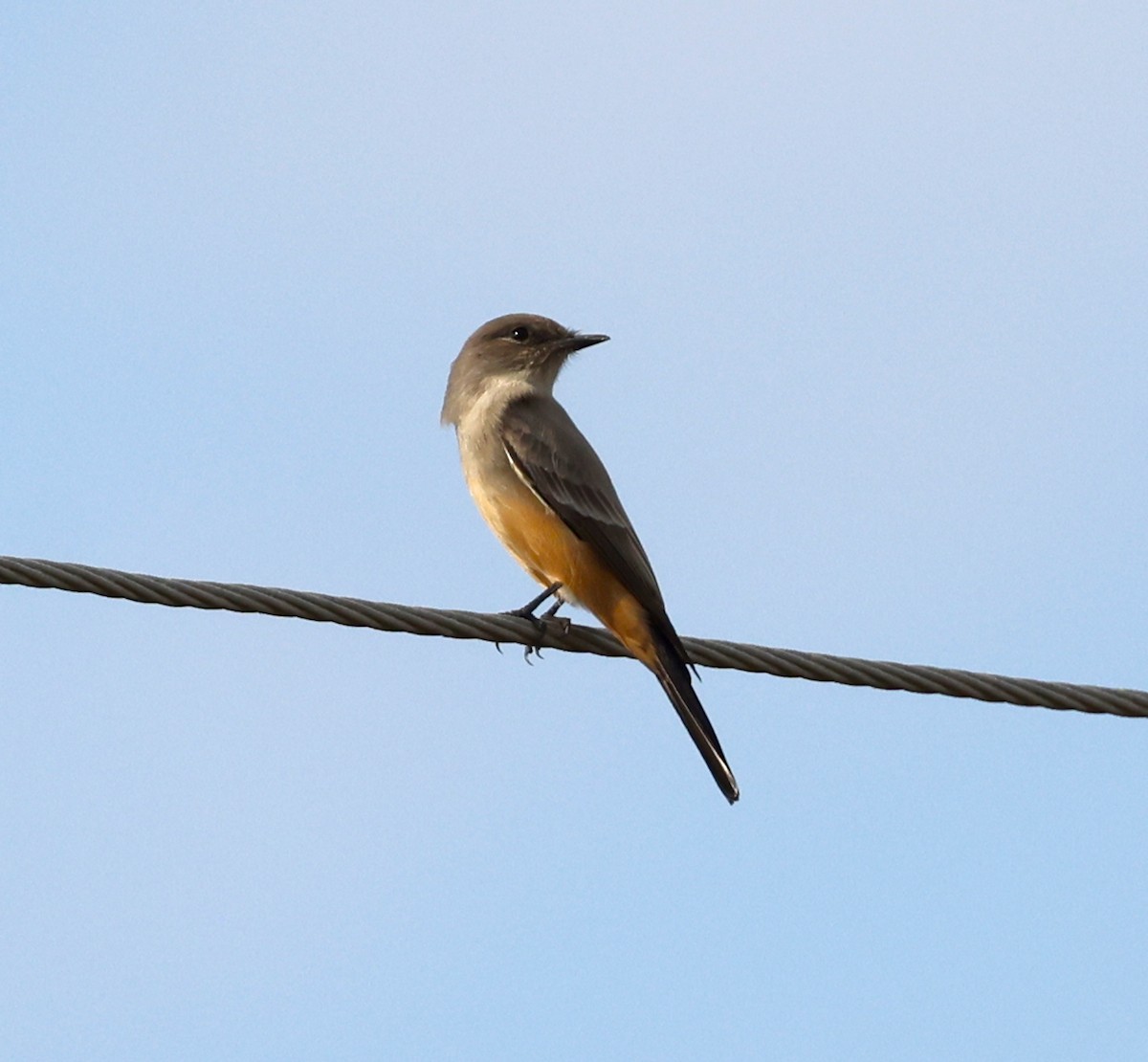 Say's Phoebe - ML643623385