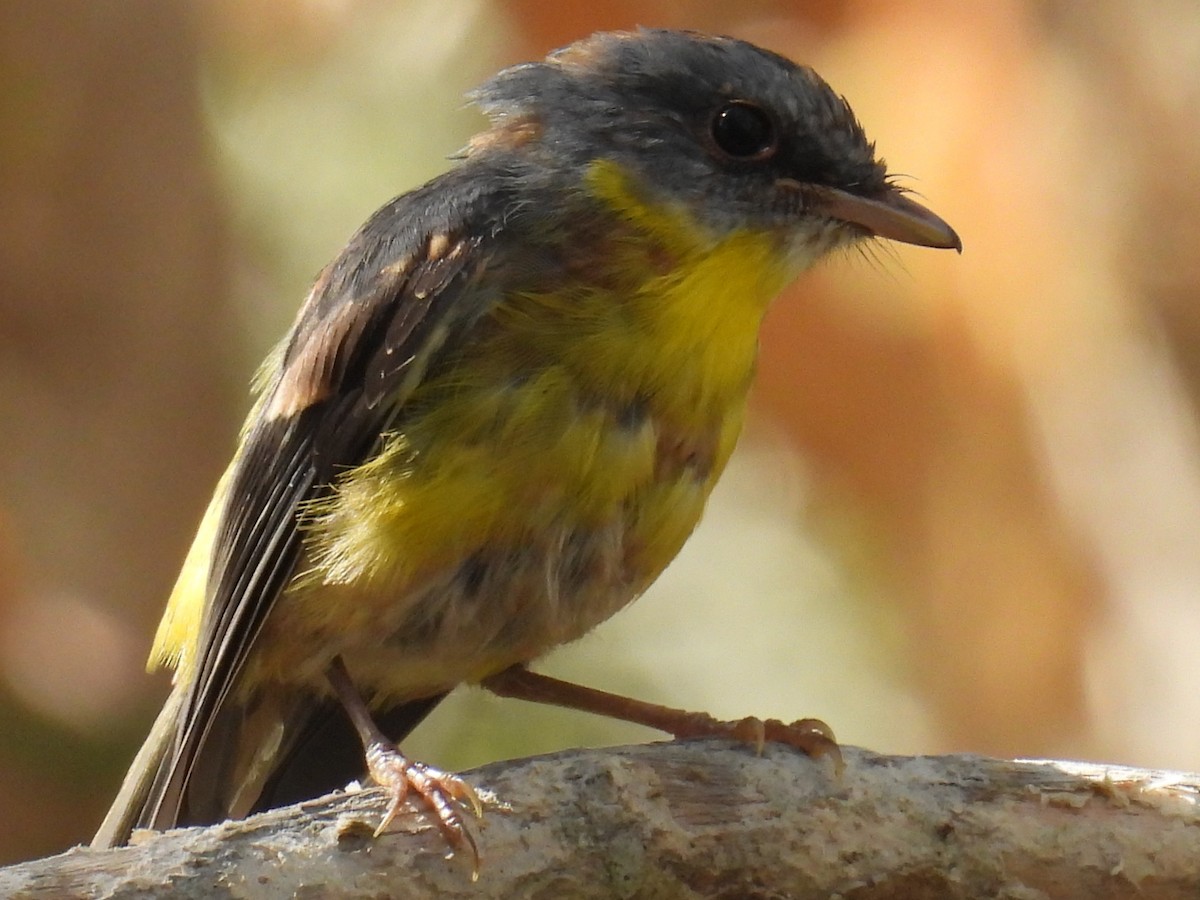 Eastern Yellow Robin - ML643623390