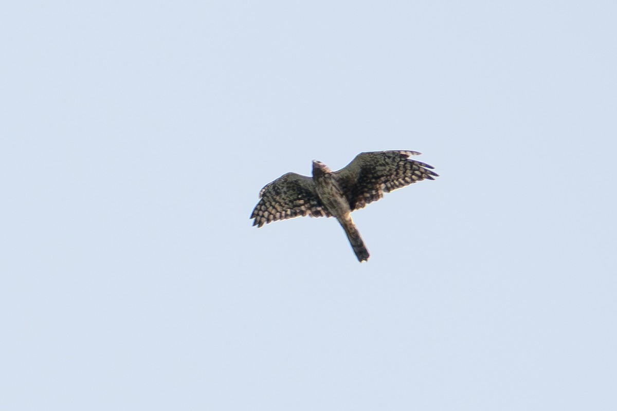 Northern Harrier - ML643623500